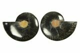 Cut & Polished Ammonite Fossil - Unusual Black Color #296279-1